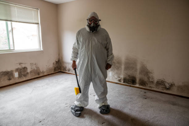Best Mold Testing and Inspection Services in Dalton Gardens, ID