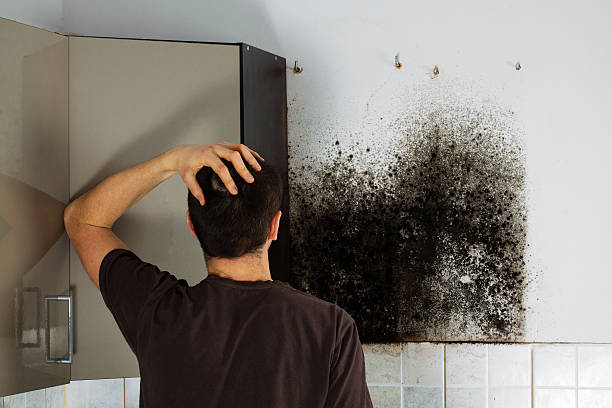 Best Residential Mold Remediation in Dalton Gardens, ID