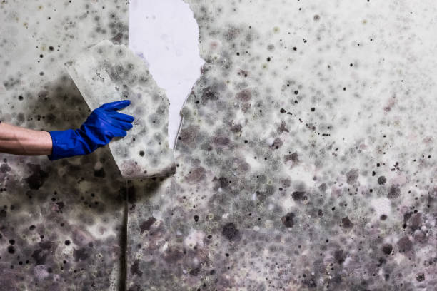 Reliable Dalton Gardens, ID Mold Remediation Solutions