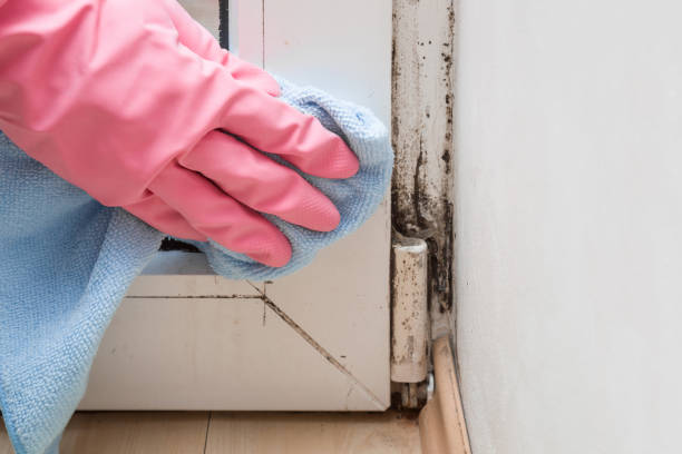 Best Kitchen Mold Remediation in Dalton Gardens, ID