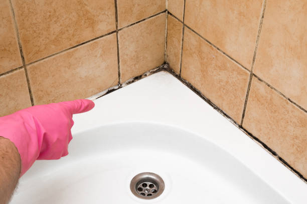 Best Basement Mold Remediation in Dalton Gardens, ID